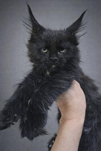 Элитные котята Мейн-кун в Рассрочку