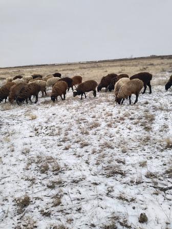 Продам баранов тохтылар от 65тыс