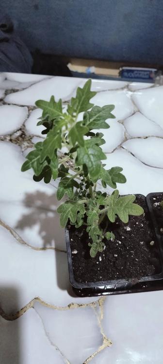 Мята плектрантус комнатные.