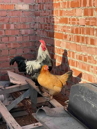 Курочка и петушок, брама