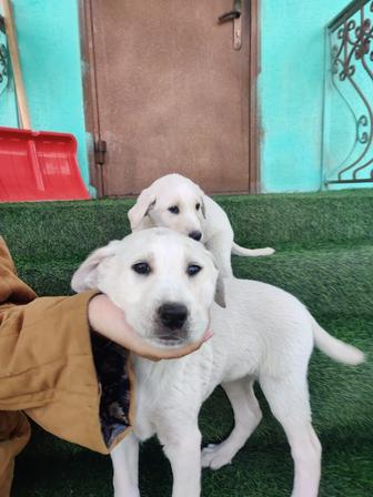 Щенята Тазы