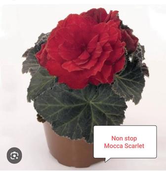 Бегония Нон стоп, укоренённый черенок