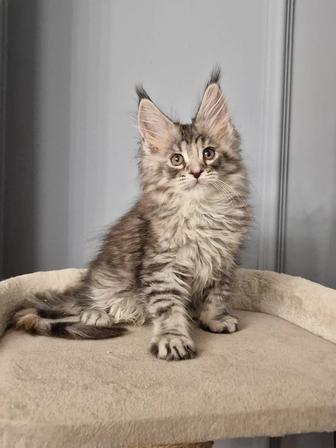 Мейн - кун кистястая красотка