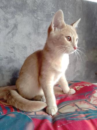 Котенок окрас Фавн