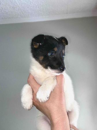 Отдам щеночка