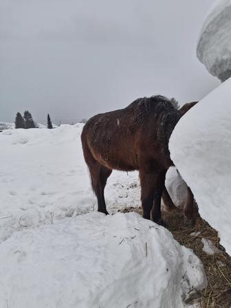 Продам двух кобыл 2х летки по 400 каждая