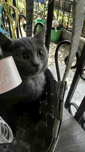 Подарю котят подростков