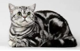 Отдам кота