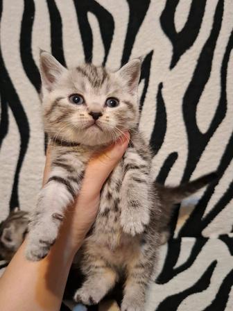 Продам британских котят