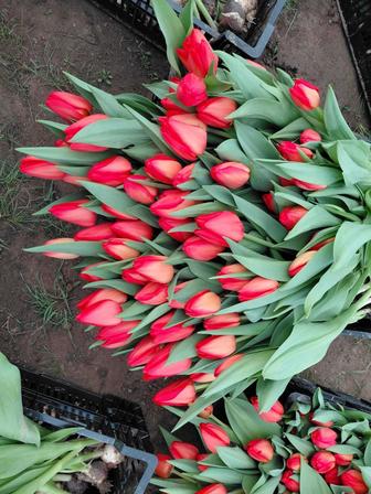 ТЮЛЬПАНЫ ГОЛЛАНДСКИЕ с оформлением предзаказы