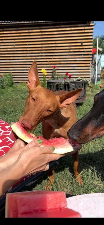 Фараонова собака