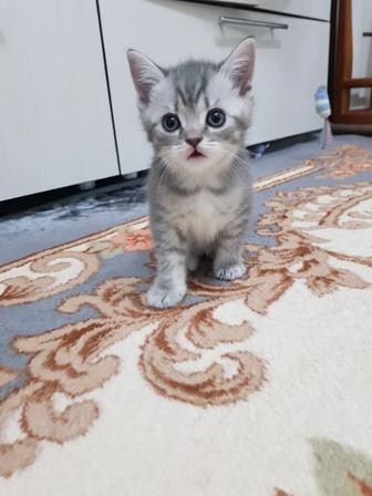 Продам котят шотландские вислоухие британские