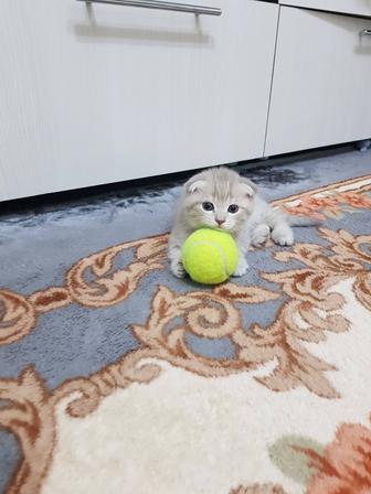 Продам котят шотландские вислоухие британские