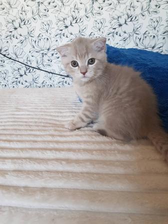 Продам котят шотландские вислоухие британские