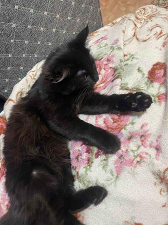 котенок девочка 3 месяца