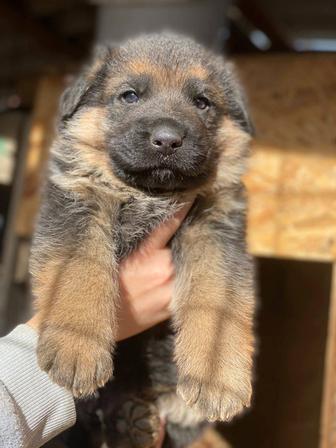 Продам отличных крупных щенков немцев!