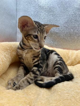 Восточная группа кошек Ориентальная