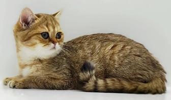 Кошечка британская шиншилла золото