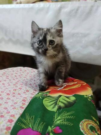 Отдам котенка в хорошие руки