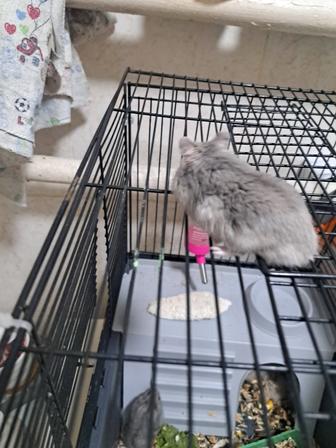 Хомяки джунгары