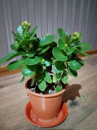 Комнатные растения