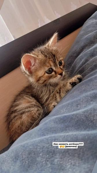 Отдам котенка в добрые и ответственные руки