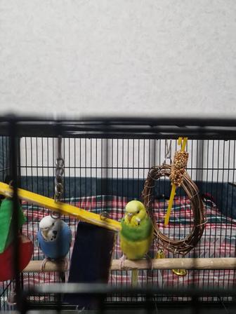 2 попугайчика