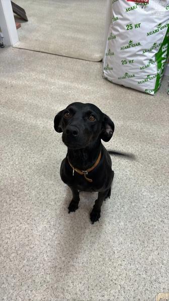 Собака в добрые руки