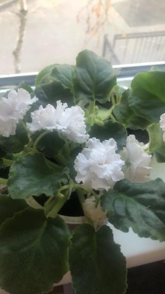 Цветы Фиалка