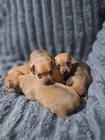 Продам щенков карликового пинчера