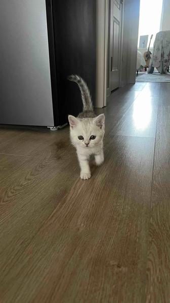 Продам котенка 25 000тг