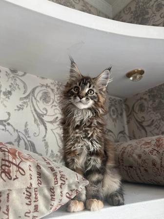 Котенок Мейн Кун девушка 2 месяца черепаховый цвет