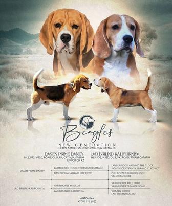 Щенки Бигля триколор