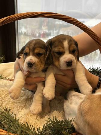 Щенки Бигля триколор