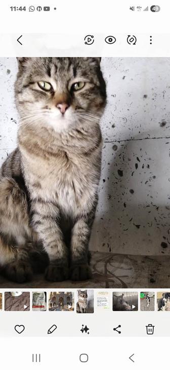 Кот ищем дом
