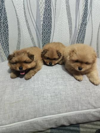 Продаются шпицы померанцы