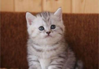 Котята Скоттиш Страйк