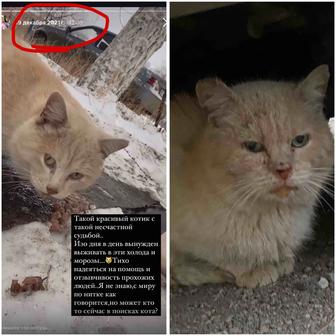 Кот Помогите спасти!