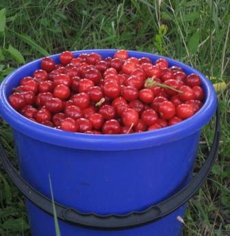 Продам вишню