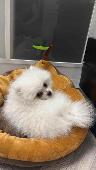 Немецкий шпиц