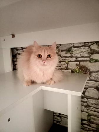 Отдам в добрые руки кошку умная молодая нету времени ухаживать