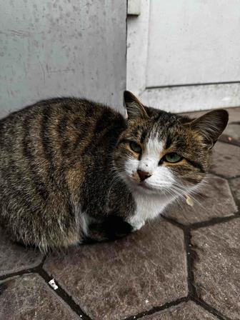 Отдам кошку