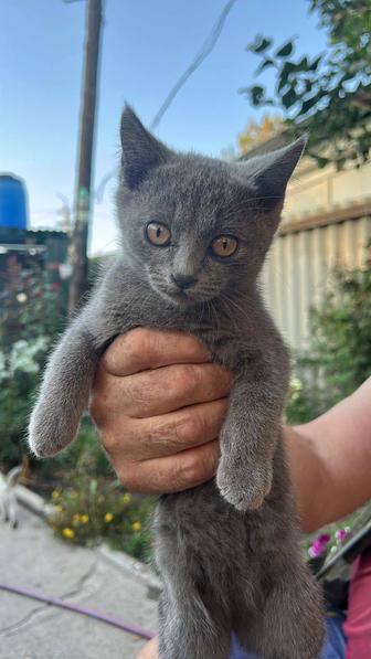 Отдам в добрые руки котят