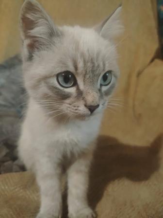 Отдам котенка