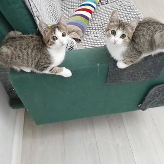 Отдам котенка