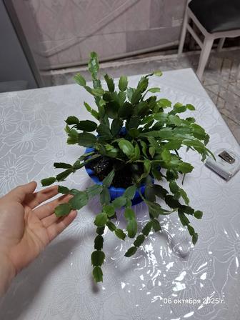 Продам комнатные цветы