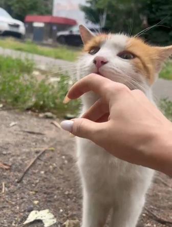 Кошечка ищет дом