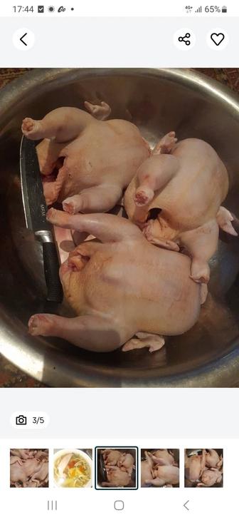 Бройлеры домашние, бульонные курочки
