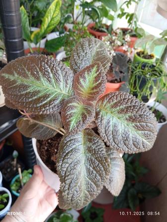 Продам комнатные растения