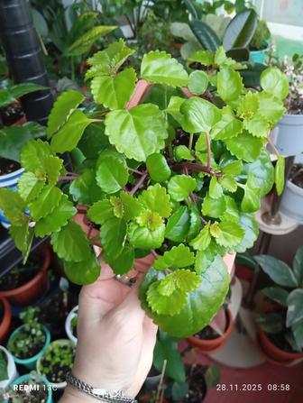 Продам комнатные растения